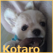 kotaro_pro.jpg
